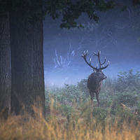 Buy canvas prints of  Richmond Park Stag by Ian Hufton