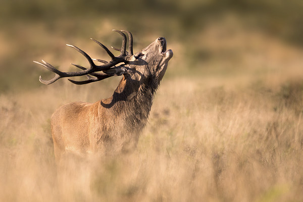  Red Deer Stag Picture Board by Ian Hufton