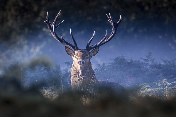   Red Deer Stag Picture Board by Ian Hufton