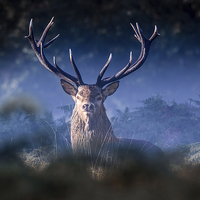 Buy canvas prints of   Red Deer Stag by Ian Hufton