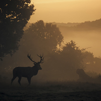 Buy canvas prints of  Red Deer Stag by Ian Hufton