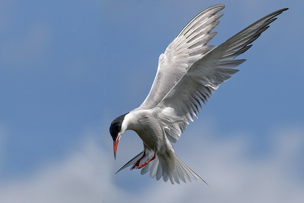  Tern Picture Board by Ian Hufton