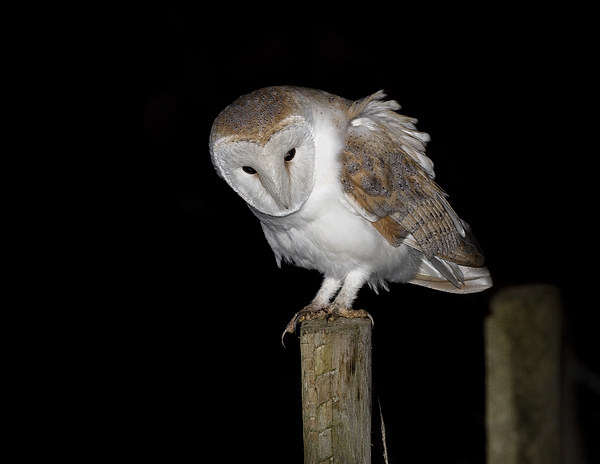  Barn Owl Picture Board by Ian Hufton