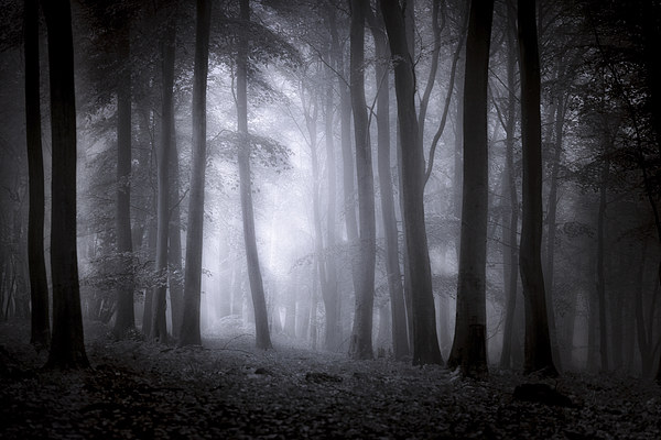  Misty Woodland Picture Board by Ian Hufton