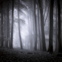 Buy canvas prints of  Misty Woodland by Ian Hufton