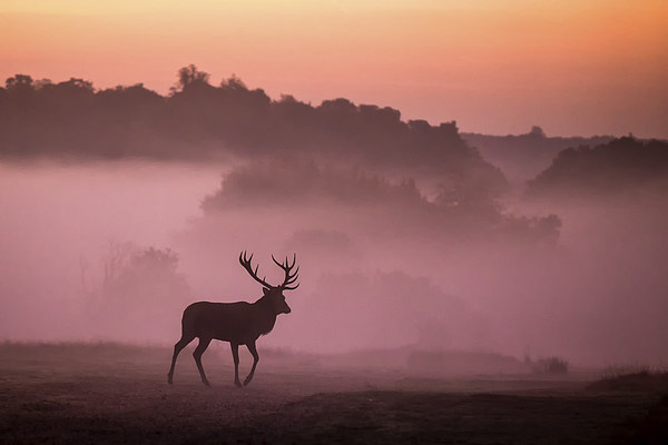  Red Deer Stag Picture Board by Ian Hufton