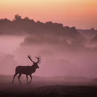 Buy canvas prints of  Red Deer Stag by Ian Hufton