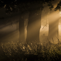 Buy canvas prints of   Richmond Park London by Ian Hufton