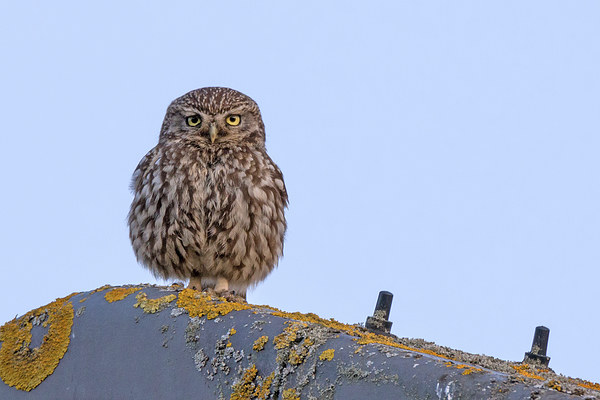   Little Owl Picture Board by Ian Hufton