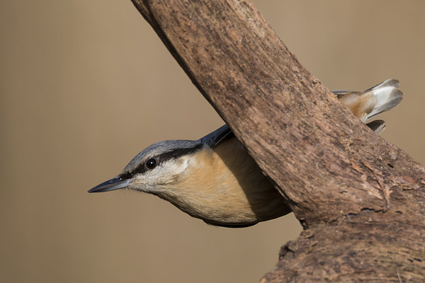 Nuthatch Picture Board by Ian Hufton