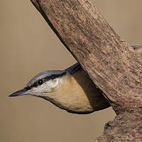 Buy canvas prints of Nuthatch by Ian Hufton