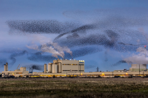 Starling Mumuration Picture Board by Ian Hufton