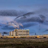 Buy canvas prints of Starling Mumuration by Ian Hufton