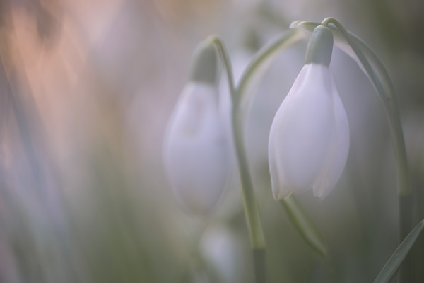 Snowdrop Picture Board by Ian Hufton