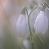 Buy canvas prints of Snowdrop by Ian Hufton