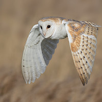Buy canvas prints of Barn Owl in Flight by Ian Hufton