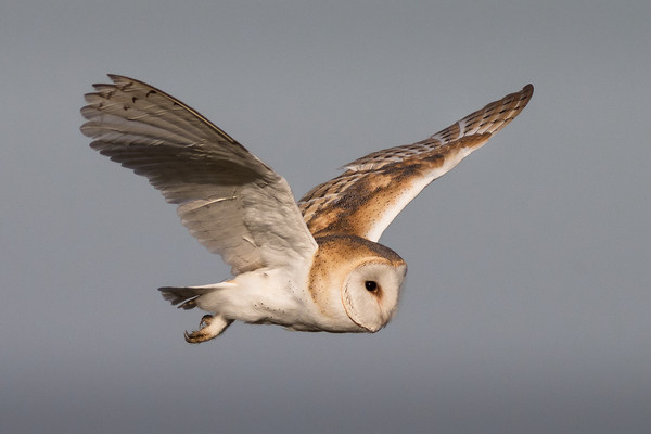 Barn Owl in Flight Picture Board by Ian Hufton