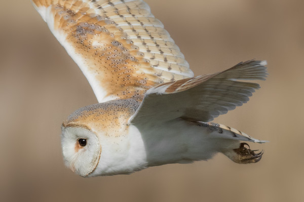 Barn Owl in Flight Picture Board by Ian Hufton