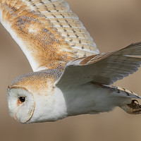 Buy canvas prints of Barn Owl in Flight by Ian Hufton