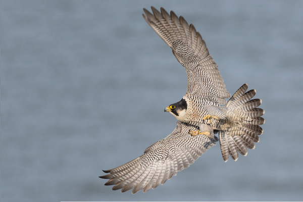 Peregrine Falcon Picture Board by Ian Hufton