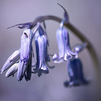 Buy canvas prints of Bluebell by Ian Hufton