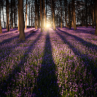 Buy canvas prints of Kingswood Bluebells by Ian Hufton