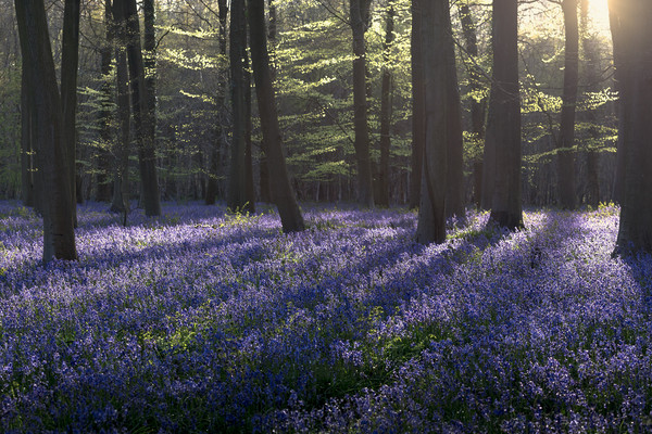 Kingswood Bluebells Picture Board by Ian Hufton