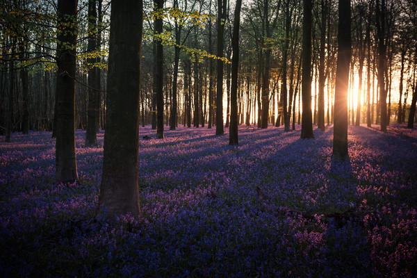 Kingswood Bluebells Sunrise Picture Board by Ian Hufton