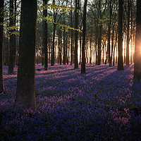Buy canvas prints of Kingswood Bluebells Sunrise by Ian Hufton