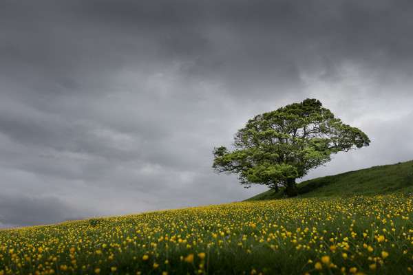 Lone tree on the Kent downs.  Picture Board by Ian Hufton