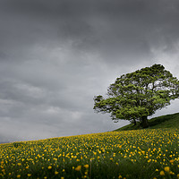 Buy canvas prints of Lone tree on the Kent downs.  by Ian Hufton