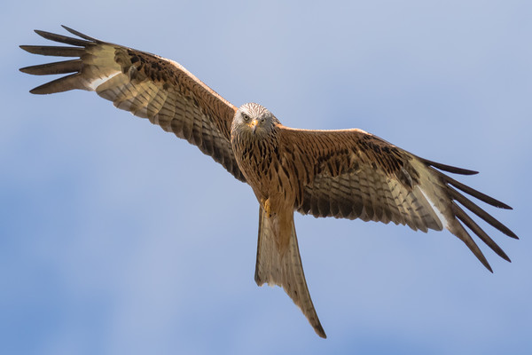 Red Kite Picture Board by Ian Hufton