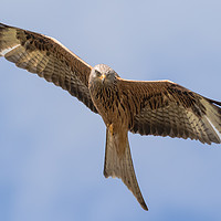 Buy canvas prints of Red Kite by Ian Hufton