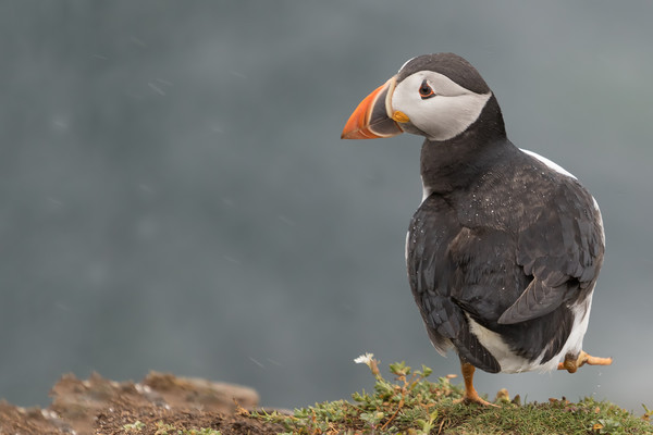 Puffin Picture Board by Ian Hufton