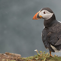 Buy canvas prints of Puffin by Ian Hufton