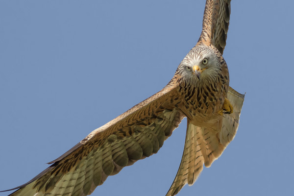 Red Kite Picture Board by Ian Hufton