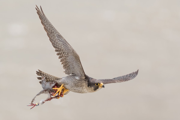 Peregrine Falcon Picture Board by Ian Hufton