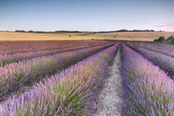 Lavender Fields Picture Board by Ian Hufton