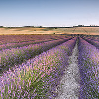 Buy canvas prints of Lavender Fields by Ian Hufton