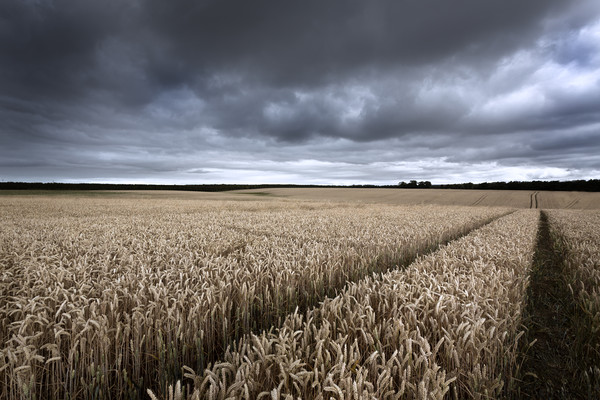Stormy Cornfields Picture Board by Ian Hufton