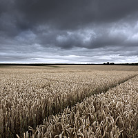 Buy canvas prints of Stormy Cornfields by Ian Hufton