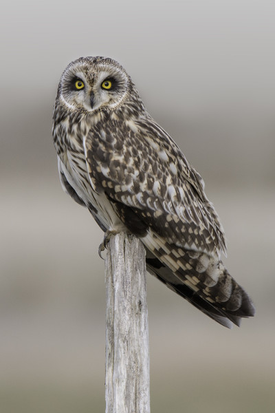 Short Eared Owl  Picture Board by Ian Hufton