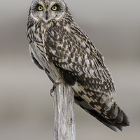 Buy canvas prints of Short Eared Owl  by Ian Hufton
