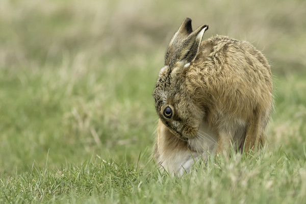 Brown Hare Picture Board by Ian Hufton