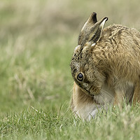 Buy canvas prints of Brown Hare by Ian Hufton