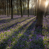 Buy canvas prints of Blubell Woodland by Ian Hufton