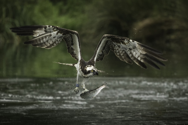 Osprey Picture Board by Ian Hufton
