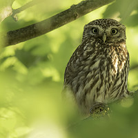 Buy canvas prints of Little Owl  by Ian Hufton