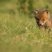 Buy canvas prints of Fox Cub by Ian Hufton