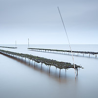 Buy canvas prints of Whitstable Oysters  by Ian Hufton